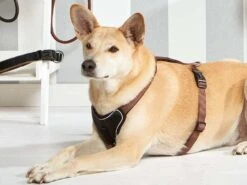 Wolters Hundegeschirr Professional Comfort Champagner -Haustierbedarf für Hunde 605607 Product