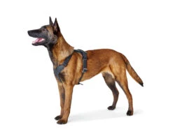Hunter Hundegeschirr Aalborg Rindleder Dunkelbraun -Haustierbedarf für Hunde 619230 Product
