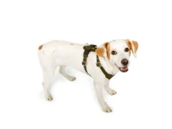 Hunter Hundegeschirr Aalborg Rindleder Dunkelbraun -Haustierbedarf für Hunde 619232 Product