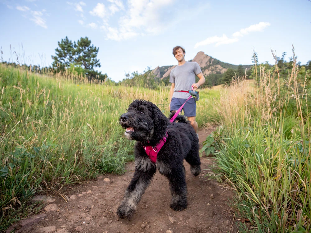 Ruffwear Front Range™ 2.0 Hundegeschirr Hibiscus Pink 5 Ruffwear Front Range™ 2.0 Hundegeschirr Hibiscus Pink – Bild 5