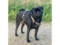 Max & Molly Matrix Ultra LED 2.0 Halsband- Und Geschirrlicht USB -Haustierbedarf für Hunde 627027 Product