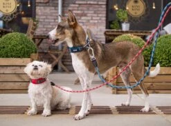 Dog Copenhagen Urban Explorer V2 Halsband Mocca -Haustierbedarf für Hunde 675782 Product