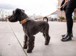 Dog Copenhagen Urban Explorer V2 Halsband Mocca -Haustierbedarf für Hunde 675784 Product