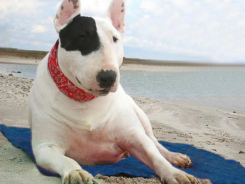 Coolkeeper Kühldecke Für Hunde Pacific Blue 3 Coolkeeper Kühldecke Für Hunde Pacific Blue – Bild 3