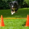 Dog Agility Pylonenhürde Kegelhürde 38 Cm