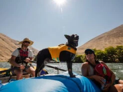 Ruffwear Float Coat™ Schwimmweste Für Hunde Wave Orange 10 Ruffwear Float Coat™ Schwimmweste Für Hunde Wave Orange -Haustierbedarf für Hunde 828407 Product