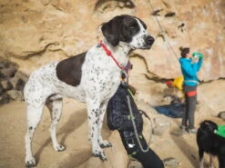 Ruffwear Knot-a-Collar™ Hundehalsband Hibiscus Pink -Haustierbedarf für Hunde 849042 Product