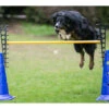 Dog Agility Pylonenhürde Höhenverstellbar Blau