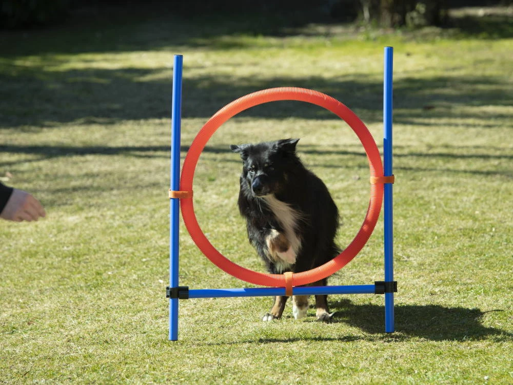 Dog Agility Champion Sprungring 70 Cm 1 Dog Agility Champion Sprungring 70 Cm
