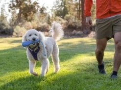 Ruffwear Gourdo™ Hundespielzeug Heliotrope Purple 6 Ruffwear Gourdo™ Hundespielzeug Heliotrope Purple -Haustierbedarf für Hunde 915038 Product