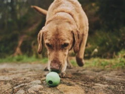 Beco Ball Snackball Large -Haustierbedarf für Hunde 917945 Product