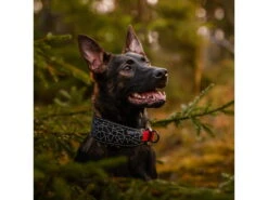 Rukka Pets Neopren Halsband Cube Soft Gepolstert -Haustierbedarf für Hunde 931655 Product