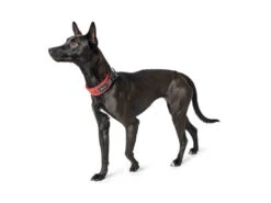 Hunter Divo Hundehalsband Rot/grau 9 Hunter Divo Hundehalsband Rot/grau -Haustierbedarf für Hunde 939183 Product
