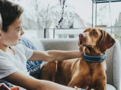 Hunter Divo Hundehalsband Blau/grau -Haustierbedarf für Hunde 939823 Product