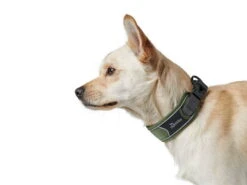 Hunter Divo Hundehalsband Grün/grau -Haustierbedarf für Hunde 940023 Product