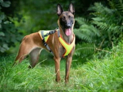 Grossenbacher Mantrailing Hundegeschirr Vary V-Trailer -Haustierbedarf für Hunde 950970 Product