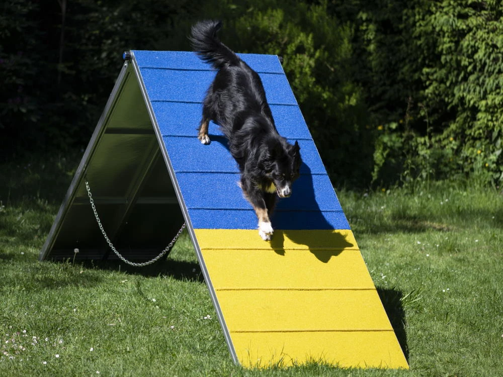 Hunde Profi Agility ALU A-Wand FCI Konform 1 Hunde Profi Agility ALU A-Wand FCI Konform