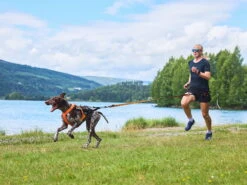 Non-Stop Dogwear Zughundegeschirr Freemotion Harness 5.0 Orange 17 Non-Stop Dogwear Zughundegeschirr Freemotion Harness 5.0 Orange -Haustierbedarf für Hunde 978359 Product