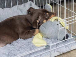 Ausgewählte Produkte -Haustierbedarf für Hunde 999195 Product