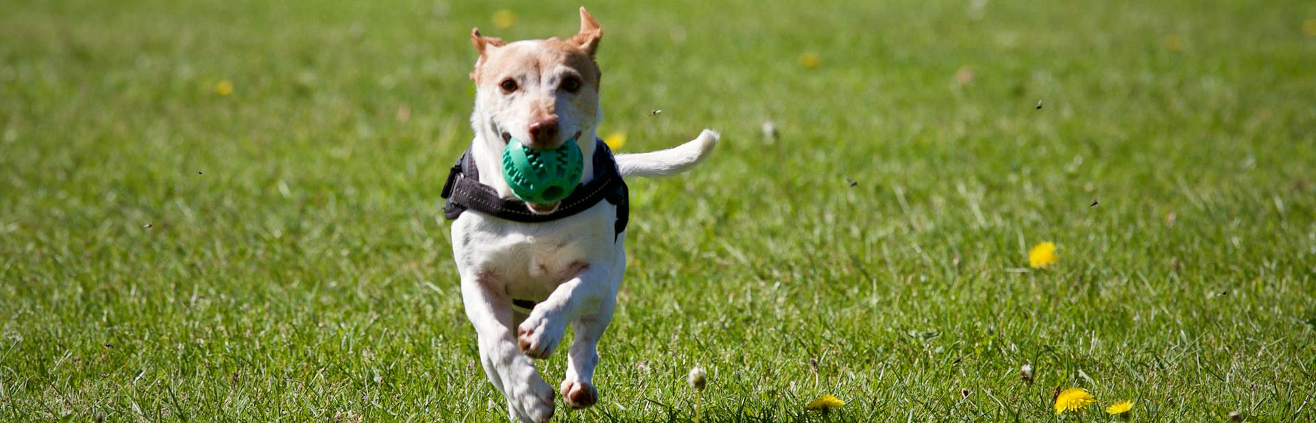 Haustierbedarf für Hunde -Haustierbedarf für Hunde pexels matthiaszomer 422220