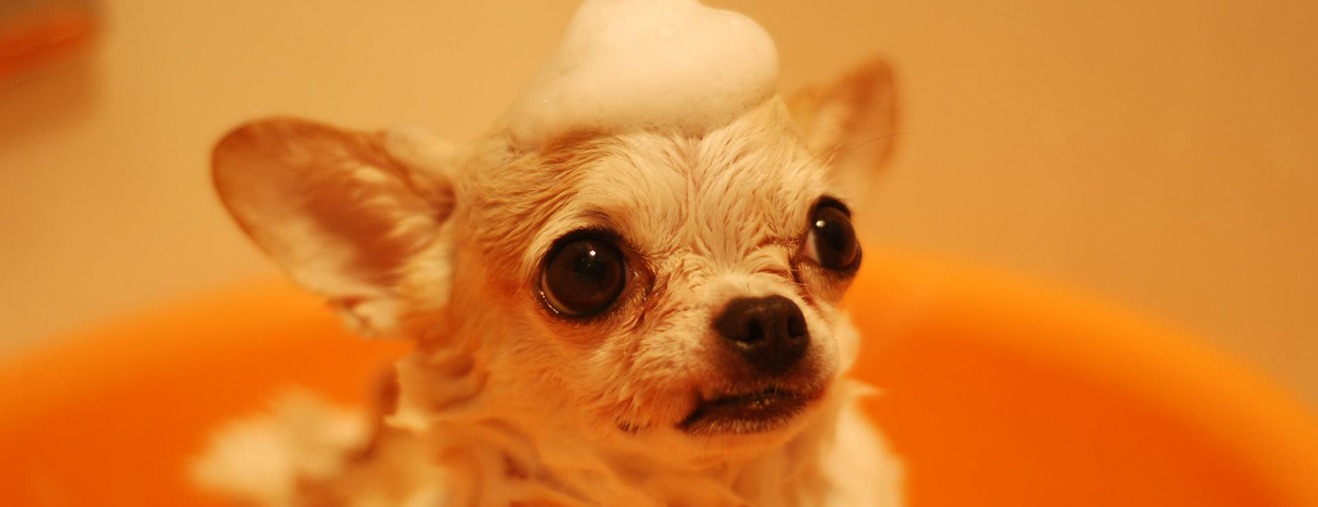 Haustierbedarf für Hunde -Haustierbedarf für Hunde pexels nishizuka 25426 485294